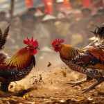Training and nutrition needed when raising fighting cocks