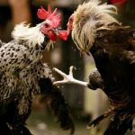 Southern cockfighting and training techniques you should know